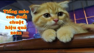 Angry Cat Sound Scary Tiếng mèo đuổi chuột hiệu quả 2023 [upl. by Scrivings177]