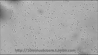 Bacteria motility2  Tumbling  Listeria monocytogenes [upl. by Yi431]