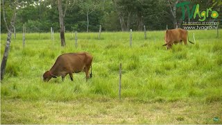 Manejo de las Pasturas para mejorar la calidad Nutricional del Ganado  TvAgro Juan Gonzalo Angel [upl. by Ardnac]