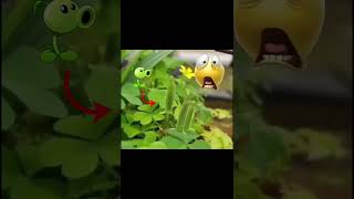 The Real Peashooter IRL PVZ Meme [upl. by Cissy108]