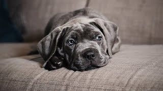 My Cane Corso Puppies Heart Failure [upl. by Prentiss]