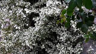 Euonymus fortuneiTrzmielina Fortuneabeautiful and evergreenpiękna i zimozielonaENG SUB [upl. by Rehtaef]