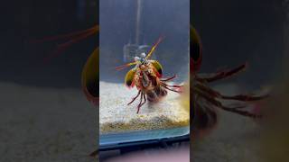 Giant MANTIS SHRIMP VS Crabs EPIC 1v1 [upl. by Scherle]