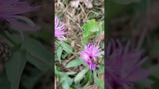 Centaurea  The Bikers flower [upl. by Marybelle]