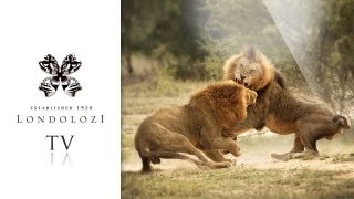 Majingilane Males Lions Big Fight  Londolozi [upl. by Bertie]