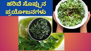 Health benefits of harive soppu Dantina soppu [upl. by Altman]