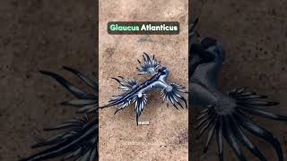 Glaucus Atlanticus [upl. by Emilee]