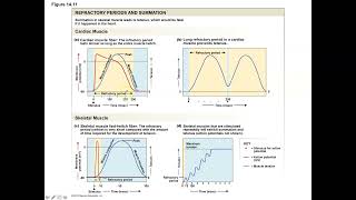 Unit 3 Part 6 Myocardial Action Potentials and the Influence of the ANS [upl. by Constancia]