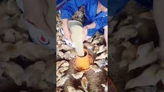 Chicken rearing method chicken farming shortsvideo [upl. by Aela765]