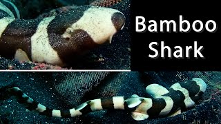 Bamboo Shark  And it briefly walks [upl. by Tirreg]