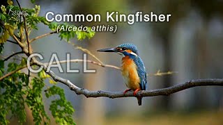 Common Kingfisher Alcedo atthis CALL or BREEDING SONG [upl. by Gatias]