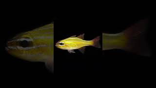 Spotlight Yellow Cardinalfish [upl. by Suollecram563]