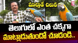 Telugu Talking Parrot Macaw in Rajamundry  Parrot Talking Special Video  SumanTV [upl. by Urbai520]