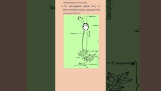 Alternation of generation Funaria bryophytes 1stsemesterexam biology Life cycle of Funaria [upl. by Goat983]