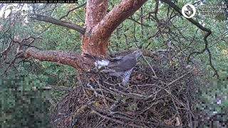 Goshawks RigaBKUS ☆ 7 Oktober [upl. by Brookhouse756]