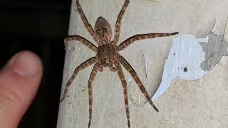 Dolomedes Tenebrosus Dark Fishing Spider [upl. by Medina]