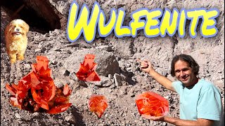 World Famous Red Cloud Mine Wulfenite  Finally made it there [upl. by Colner]