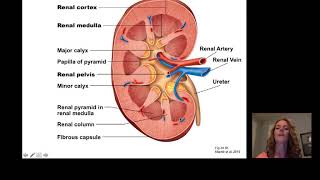 Introduction to Renal [upl. by Hermia]