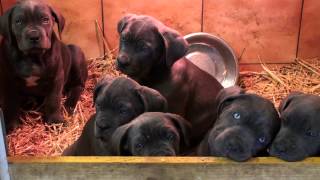 Chiot cane corso 2 mois [upl. by Radmilla]