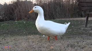 Peking Ducks Walking [upl. by Assadah]