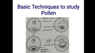 Basic technique to study Pollen  Microscopy Isolation Acetolysis Staining  Pollen grains [upl. by Pages]