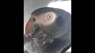 parrot Timneh bird african gray [upl. by Enoek]