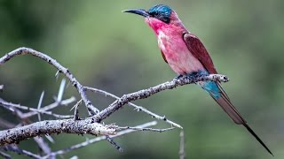 Carmine BeeEater at Nxai Pan National Park Makgadikgadi in Botswana [upl. by Crosby]