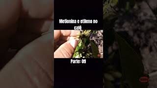 qual a importância da metionina e etileno cafeconiloneagro plantas youtube youtubeshorts [upl. by Nosnevets]