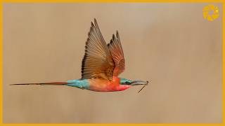 Carmine Bee Eaters  Bird Photography Tips And Tricks [upl. by Wolfgang884]