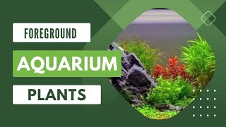 foreground aquarium plants youtube aquarius viral fishing aquascape [upl. by Worthington]