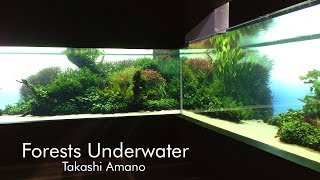 Forests Underwater  Worlds Largest Aquascape by Takashi Amano [upl. by Nyladnohr]