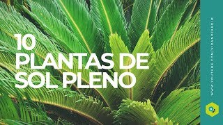 10 PLANTAS de SOL PLENO [upl. by Anatsirhc]