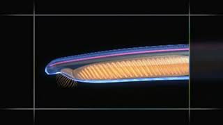 Chordate Animation  Amphioxus to Vertebrate Body Plan [upl. by Allveta828]