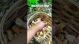 Cantharellus cibarius 2024🍄🌿 setas mushroom funghi micologia 2024 [upl. by Mclyman]