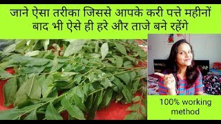 करी पत्ते को महीनो तक हरा और ताजा रखने का अनोखा तरीकाhow to store curry leaves fresh for 1 month [upl. by Pacorro]