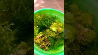 salvinia plant😈 hydrilla plant😍 foxtail plant😻 floating plants aquarium shorts [upl. by Benedix827]