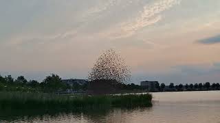 Natures Mystery Starling Murmuration [upl. by Clementine312]