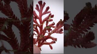 Selaginella is my first choice for closed terrariums terrariumplants selaginella closedterrarium [upl. by Carnes]