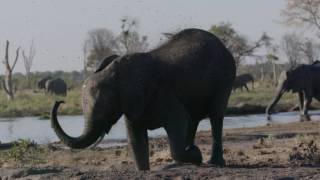 Slow motion clip of an African elephant Loxodonta africana mud bathing at a waterhole Botswana [upl. by Juliana]