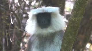 Himalayan or Nepal Grey Langur Leaf Monkey in the Langtang Valley [upl. by Kenny]