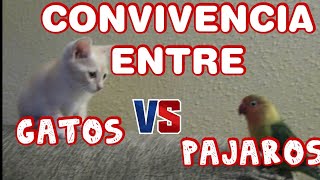 Convivencia entre gatos y pájaros Fauna Indoor [upl. by Magnum]