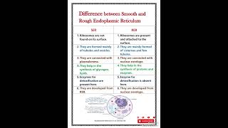 Difference between smooth and rough endoplasmic reticulum [upl. by Kimitri]