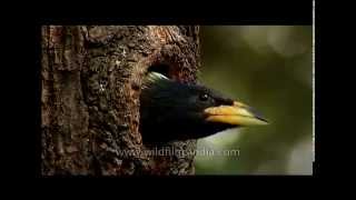 Himalayan Barbet at its nest hole [upl. by Goldsworthy]