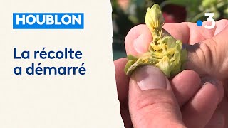 Houblon  la récolte a démarré en Alsace [upl. by Cichocki]