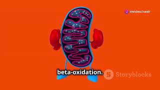 Lysosomes and peroxisomes lysosomes cellbiology youtube [upl. by Bartolemo]