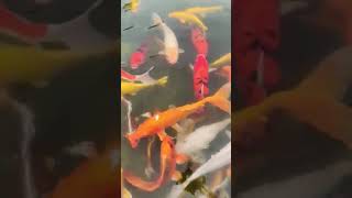 Zhengzhou University Lake view  Beautiful Fishes in China [upl. by Norraj]