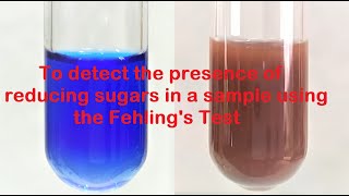 Fehlings test for Reducing Sugars  Urine Glucose Test  Fehlings Test for Glucose [upl. by Morgen]