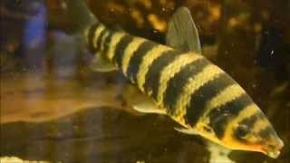 Black banded Leporinus Leporinus fasciatus 20cm [upl. by Agata]