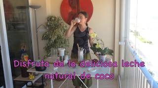 Como hacer LECHE DE COCO con COCO FRESCO  Cocina VEGANA FÁCIL [upl. by Giliana]