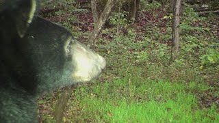 Black bears could be back at Bernheim Forest near Louisville [upl. by Dorree894]